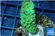 Leptastrea green & orange polyps 3-4 cm WYSIWYG acclimaté