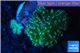 Discosoma neon green blue spot 2 polyps WYSIWYG acclimaté