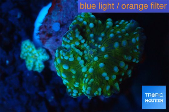 Discosoma neon green blue spot 2 polyps WYSIWYG acclimaté