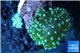 Discosoma neon green blue spot 2 polyps WYSIWYG acclimaté