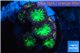 Blastomussa wellsi red green 3-5 polyps WYSIWYG acclimaté