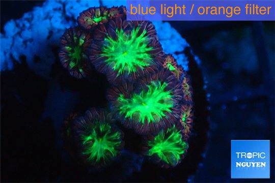 Blastomussa wellsi red green 3-5 polyps WYSIWYG acclimaté