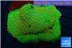 Leptastrea green & orange polyps 8-12 cm WYSIWYG acclimaté