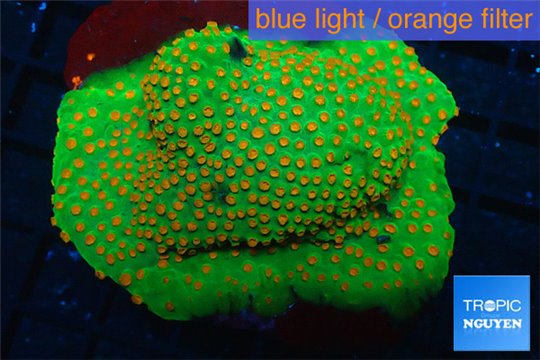 Leptastrea green & orange polyps 8-12 cm WYSIWYG acclimaté