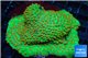 Leptastrea green & orange polyps 8-12 cm WYSIWYG acclimaté