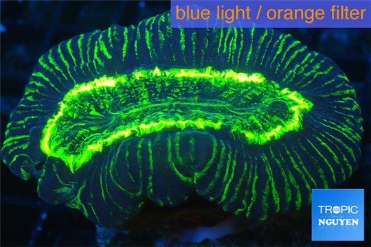 Trachyphyllia green 3-4 cm WYSIWYG acclimaté