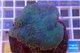 Sarcophyton long polyps 7-12 cm WYSIWYG acclimaté