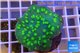 Echinopora lamellosa neon green spot 5-6 cm WYSIWYG acclimaté