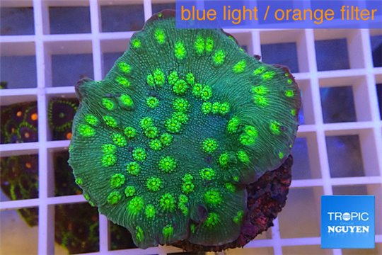 Echinopora lamellosa neon green spot 5-6 cm WYSIWYG acclimaté