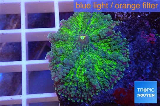 Ricordea yuma green purple 1 polyp WYSIWYG acclimaté