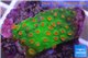 Leptastrea green & orange polyps 3-4 cm WYSIWYG acclimaté