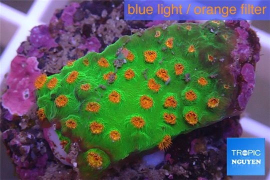 Leptastrea green & orange polyps 3-4 cm WYSIWYG acclimaté