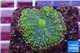 Ricordea yuma green purple 1 polyp WYSIWYG acclimaté