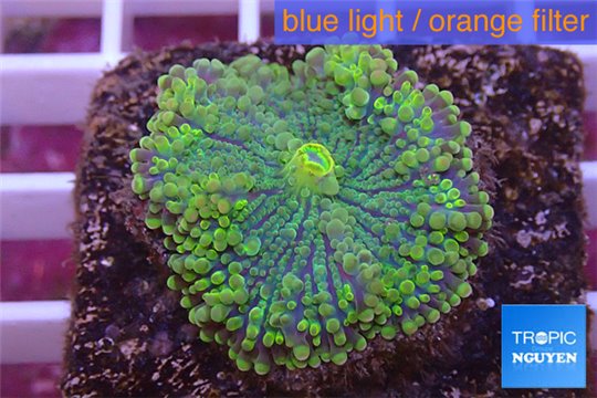 Ricordea yuma green purple 1 polyp WYSIWYG acclimaté