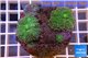 Ricordea yuma green purple 2 polyps WYSIWYG acclimaté