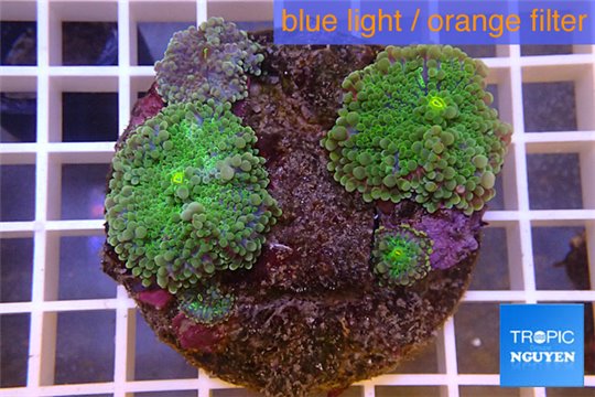 Ricordea yuma green purple 2 polyps WYSIWYG acclimaté