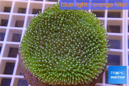 Sarcophyton green white tips 5-8 cm WYSIWYG acclimaté