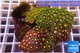 Zoanthus garden mix color 8-12 cm WYSIWYG acclimaté