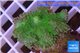 Ricordea yuma green purple 1 polyp WYSIWYG acclimaté