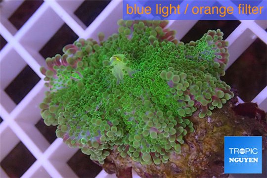 Ricordea yuma green purple 1 polyp WYSIWYG acclimaté