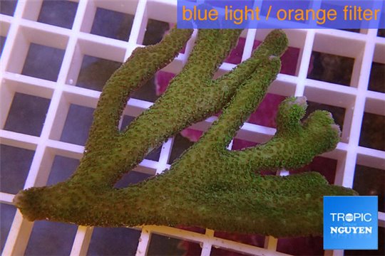 Montipora digitata green 5-6 cm WYSIWYG acclimaté