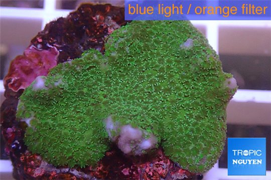 Montipora digitata green 2-4 cm WYSIWYG acclimaté