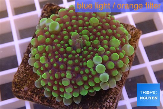 Ricordea yuma purple green 1 polyp WYSIWYG acclimaté