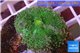 Ricordea yuma green purple 1 polyp WYSIWYG acclimaté