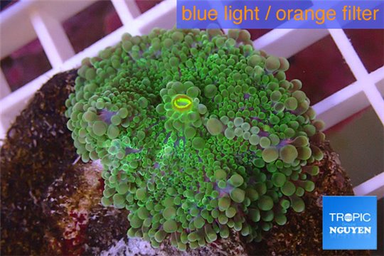 Ricordea yuma green purple 1 polyp WYSIWYG acclimaté