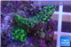 Montipora green & purple polyps 2-3 cm WYSIWYG acclimaté