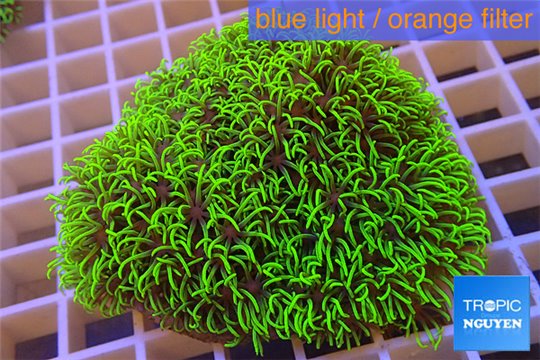 Pachyclavularia full neon green 7-10 cm WYSIWYG acclimaté