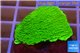 Montipora capricornis green 2-4 cm WYSIWYG acclimaté