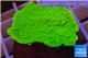 Montipora capricornis green 2-4 cm WYSIWYG acclimaté