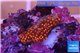 Montipora danae red polyps 1-2 cm WYSIWYG acclimaté