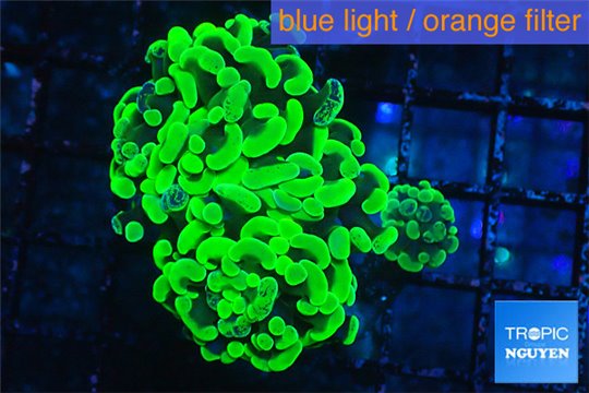 Euphyllia paraancora neon green 4-7 cm WYSIWYG acclimaté