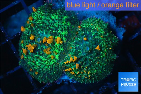 Rhodactis green orange big bulls premium 2 polyps WYSIWYG acclimaté