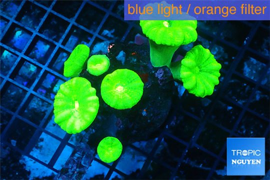 Caulastrea neon green 5-7 polyps WYSIWYG acclimaté