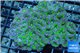 Acanthastrea lordowensis green purple 6-8 cm WYSIWYG acclimaté