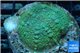 Rhodactis green big leaf 2 polyps WYSIWYG acclimaté