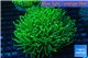 Euphyllia glabrescens green 7-12 cm WYSIWYG acclimaté