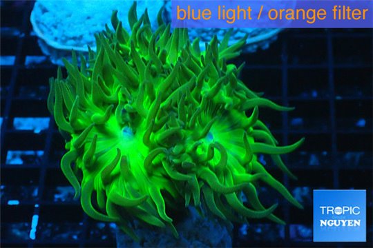 Duncanopsammia green 4 polyps WYSIWYG acclimaté