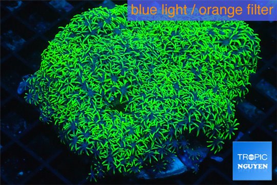 Pachyclavularia full neon green 8-12 cm WYSIWYG acclimaté