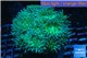 Duncanopsammia green 10-15 polyps WYSIWYG acclimaté