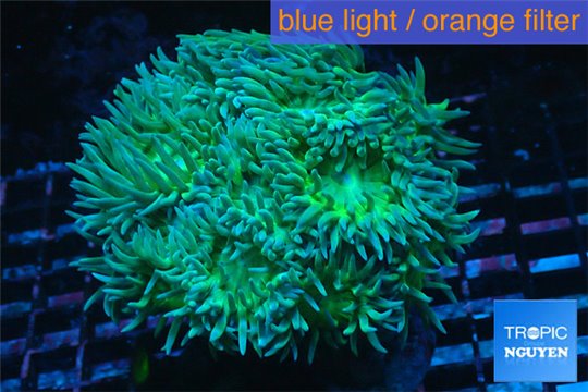 Duncanopsammia green 10-15 polyps WYSIWYG acclimaté