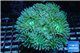 Duncanopsammia green 10-15 polyps WYSIWYG acclimaté