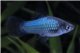 Platy bleu wagtail 3-3,5 cm