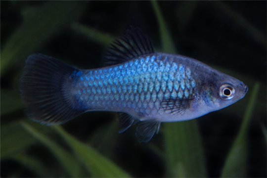 Platy bleu wagtail 3-3,5 cm