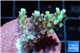 Acropora microclados pink 3-4 cm WYSIWYG acclimaté