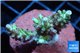 Acropora microclados pink 3-4 cm WYSIWYG acclimaté