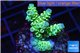 Acropora tenuis green purple 3-4 cm WYSIWYG acclimaté